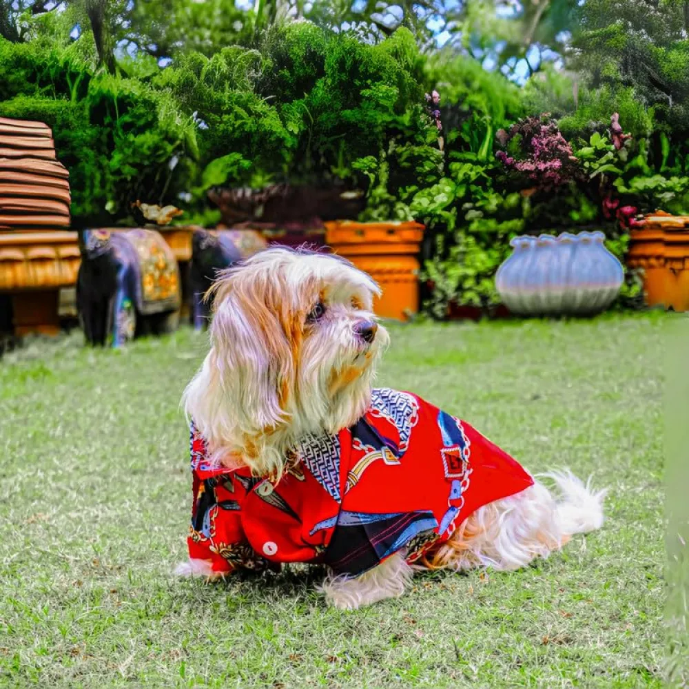Woofiezz Statement Shirt for Dogs and Cats (Red/Black)